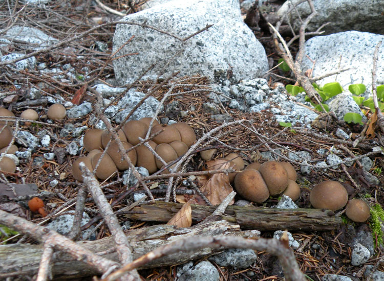 Lycoperdon e dintorni